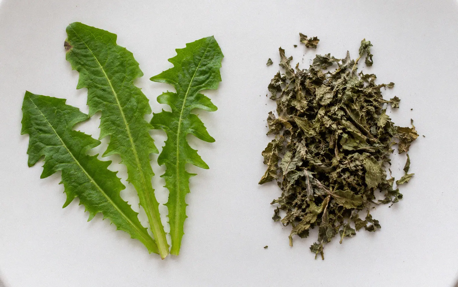 Overhead comparison of fresh bright green dandelion leaves on the left and dried crumbled brown dandelion leaves on the right on a white ceramic surface