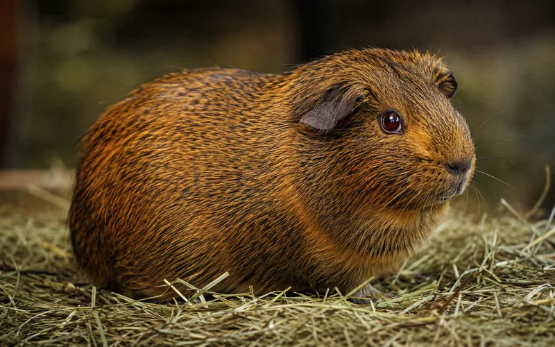 Golden agouti guinea pig sitting on hay with sunlight showing the ticking across its back