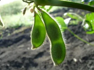 green beans plant closeup photograph