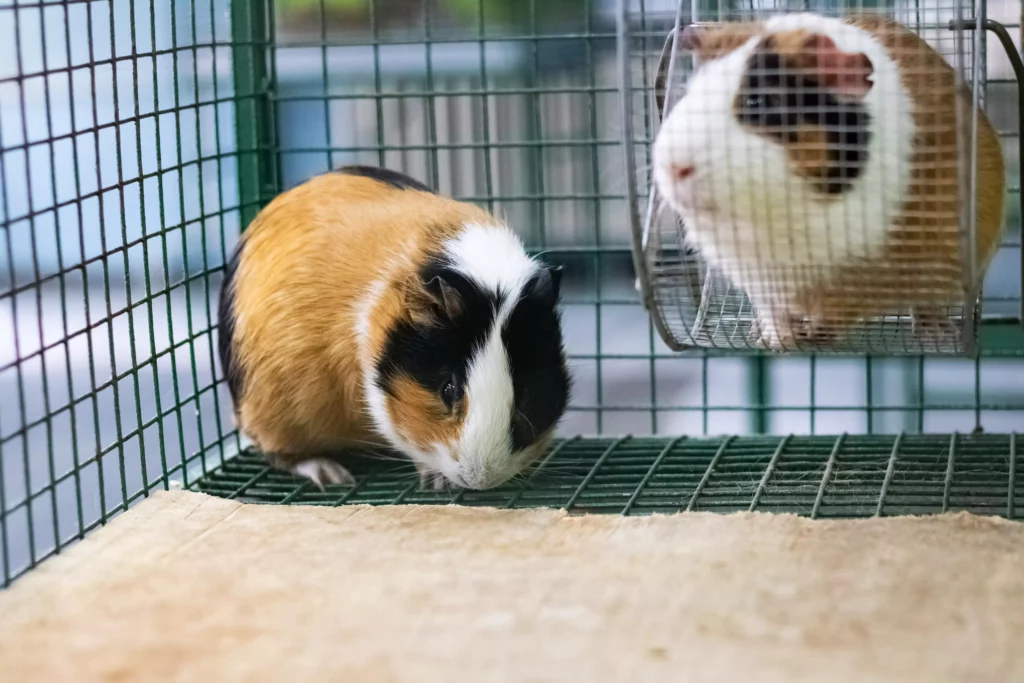 clean guinea pig cage