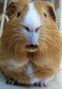 A closeup photo of a guinea pig