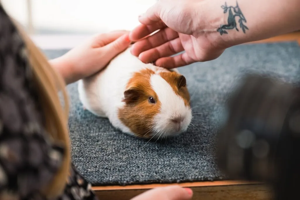 two hands petting a guinea pig