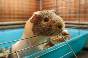 guinea pig ears