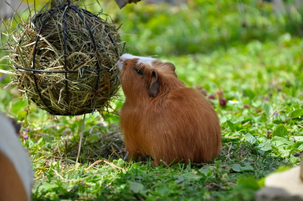guinea pig eating hay from hanging hay feeder