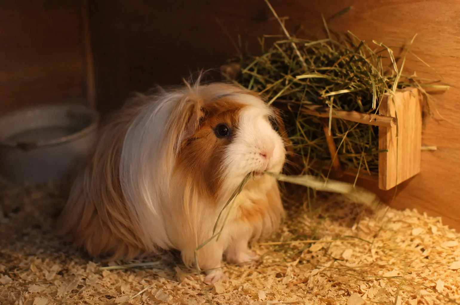 Healthy guinea pig eating timothy hay as the foundation of a proper diet
