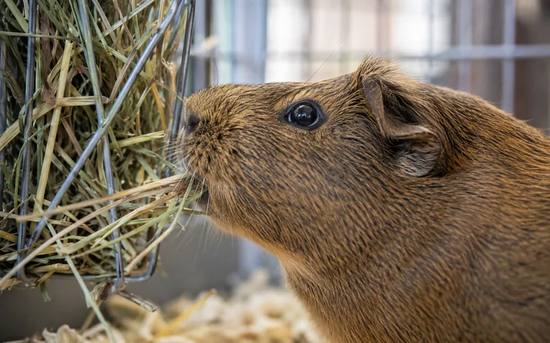 Close-up of a guinea pig eating timothy hay from a hay rack