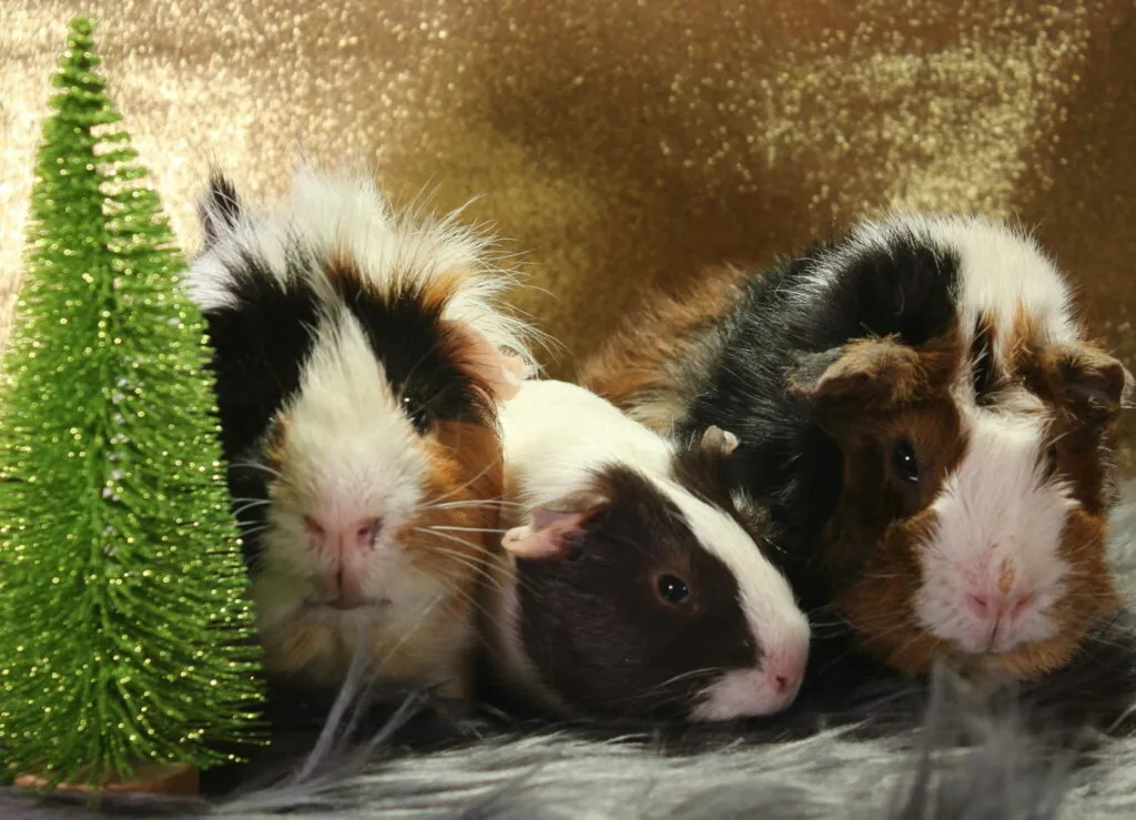 guinea pig family, two adults and a baby guinea pig