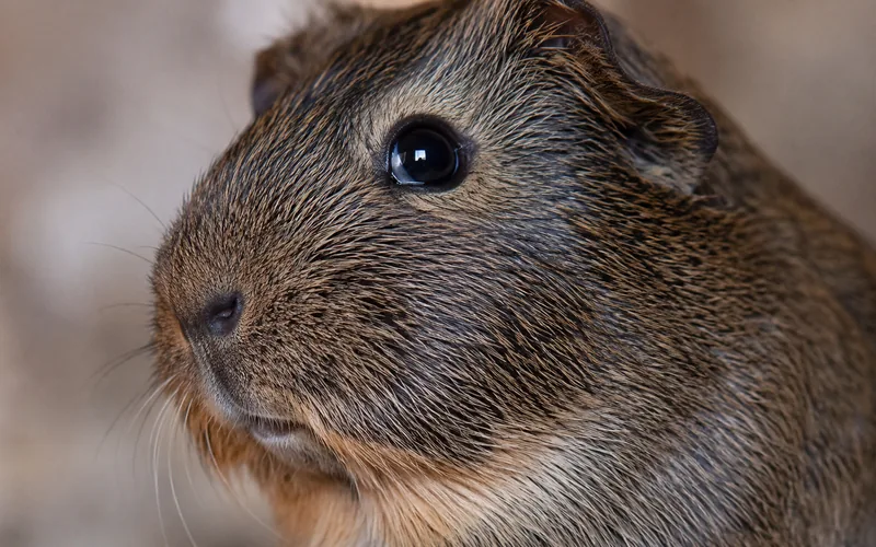 guinea pig jaw and neck area