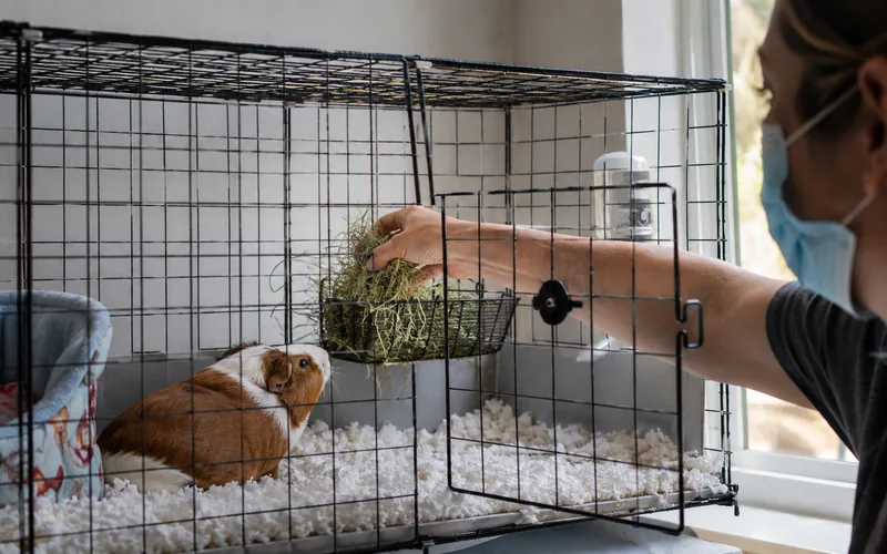Guinea pig sitting in a cage while its owner reaches in wearing a face mask