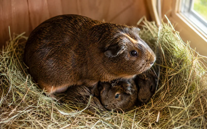 Guinea pig sow standing over her newborn pups in a nest of hay inside a clean cage