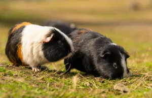 two guinea pigs in a field