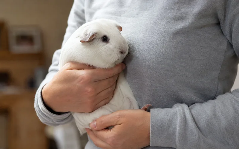 Person gently holding a white guinea pig with both hands to check its eyes and ears in good natural light