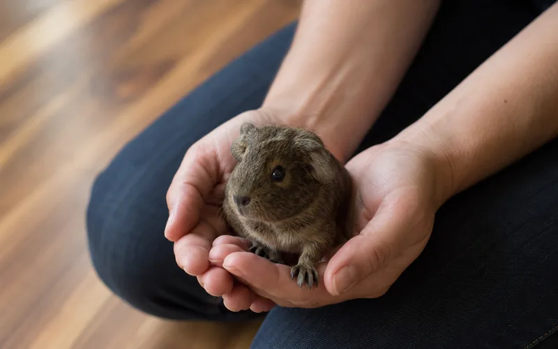 Person sitting on floor holding a baby guinea pig in cupped hands