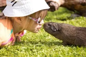 how to play with your guinea pig