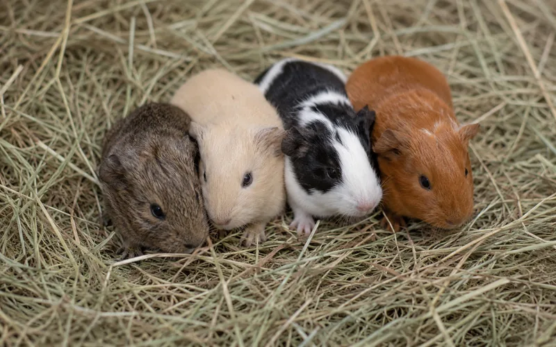 Litter of four baby guinea pigs huddled together in hay