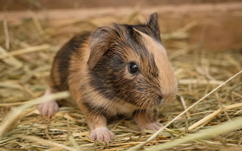 Newborn baby guinea pig with open eyes standing on hay bedding