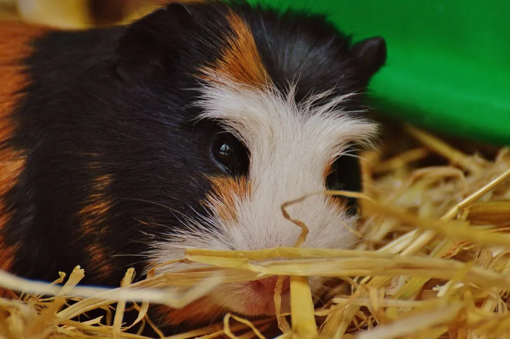One baby guinea pig burrowed in hay