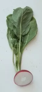 red radish cut in half