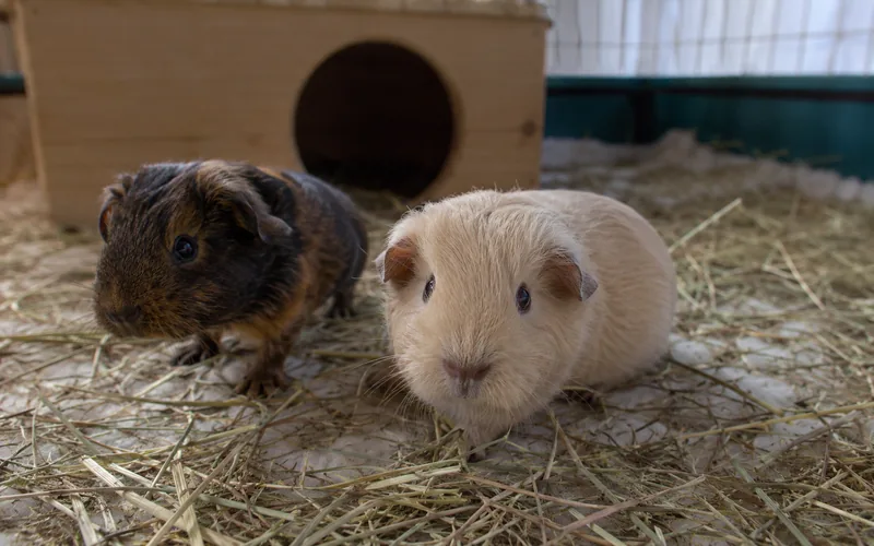 Two baby guinea pigs exploring a cage with a hide