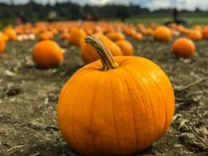 pumpkins in a pumpkin field - a closeup