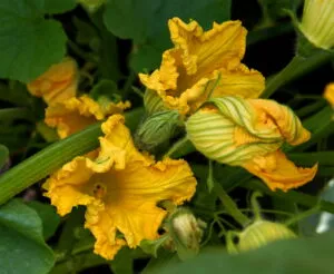 pumpkin flower blossom