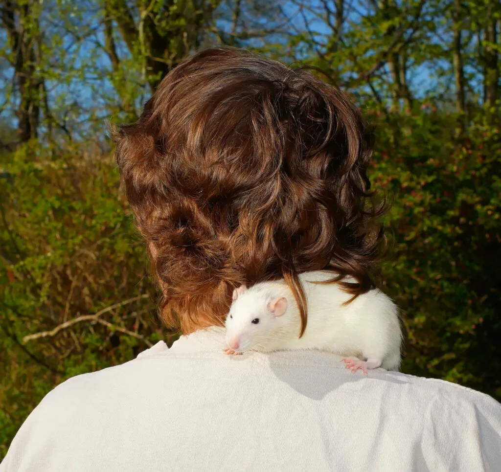 a white pet rat standing on a person