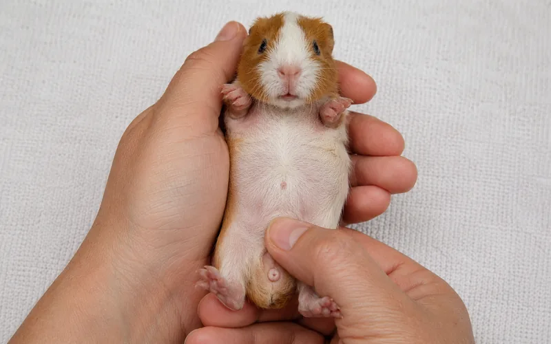 Close-up of hands correctly sexing a baby guinea pig with good lighting