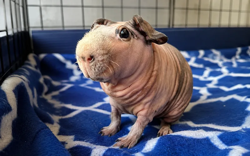 Skinny pig with almost no hair sitting on a fleece liner in a cage