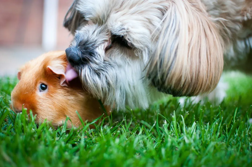 a small dog and a guinea pig
