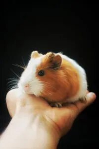a small guinea pig in the palm of a hand