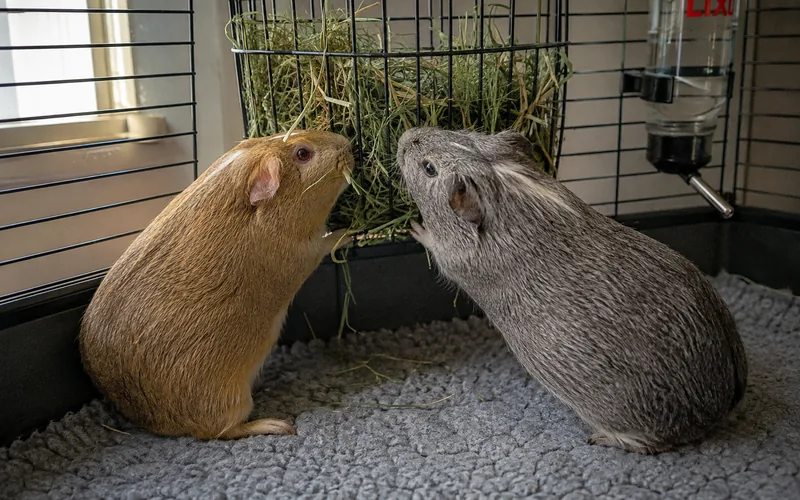 Two agouti guinea pigs sharing a hay rack in a spacious cage with fleece bedding