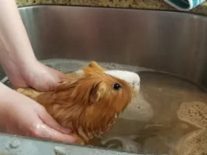 washing a guinea pig