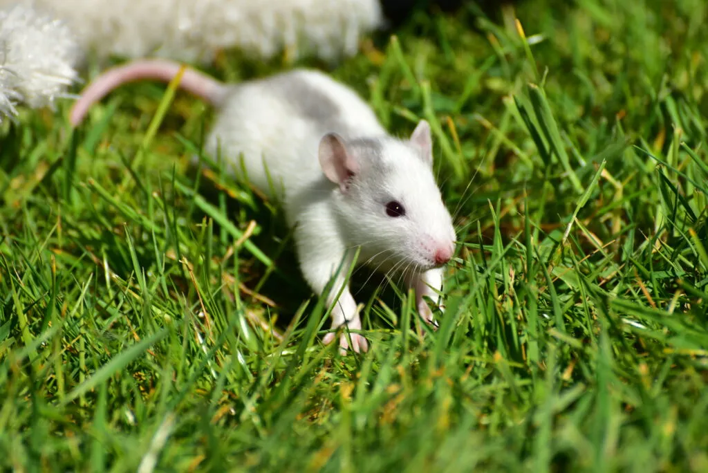 A white baby rat running