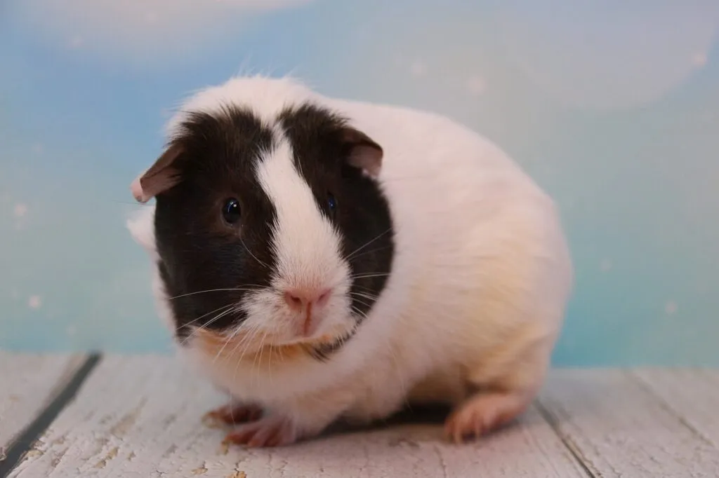 a small white guinea pig