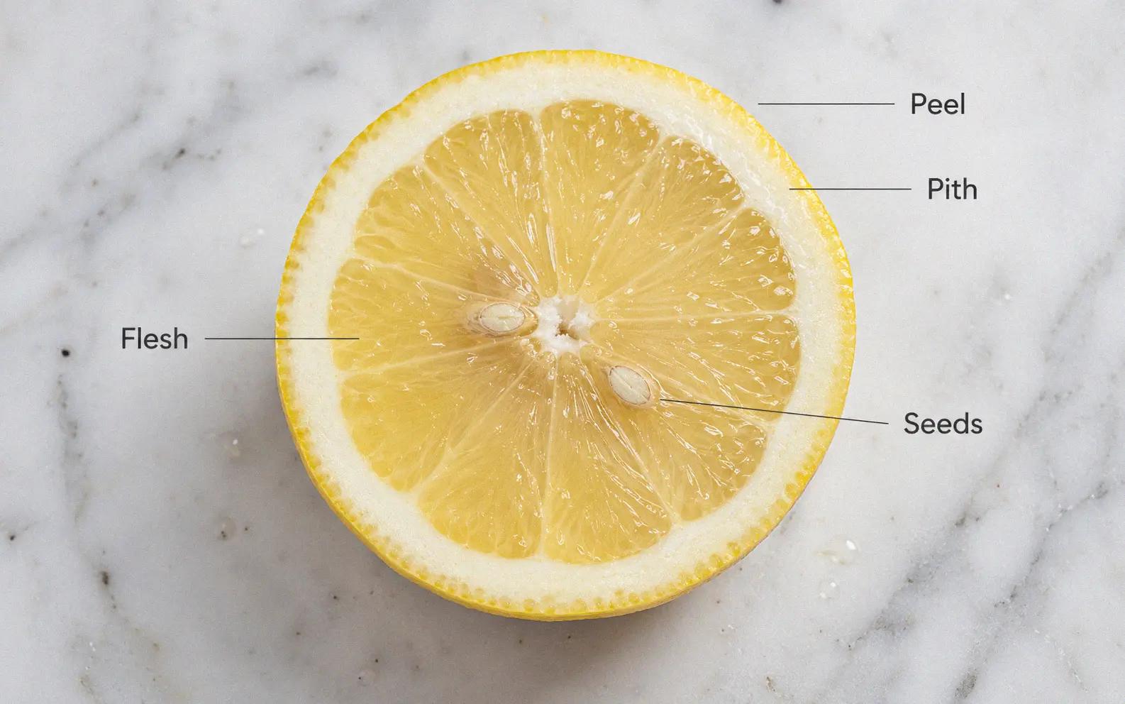Close-up cross-section of a lemon showing peel pith flesh and seeds labeled to show all parts are unsafe for guinea pigs