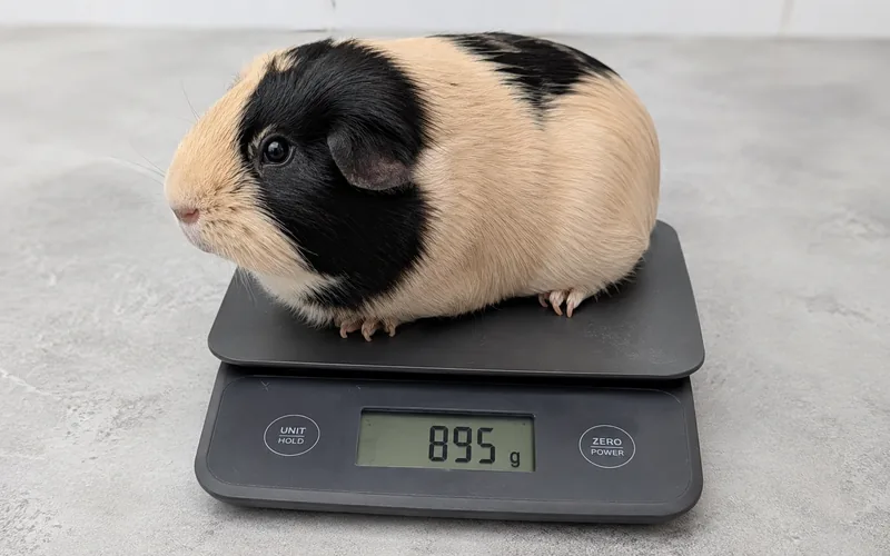 Guinea pig sitting on a digital kitchen scale to monitor weight during antibiotic treatment