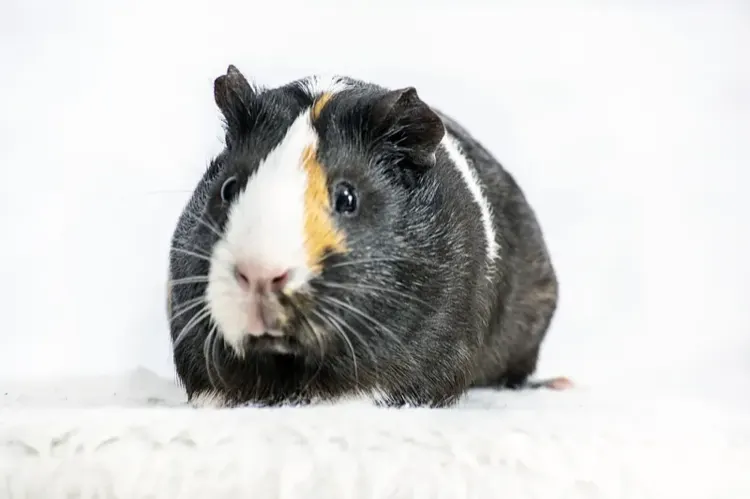 White crested guinea pig with single white rosette