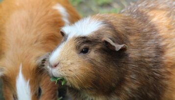 do guinea pigs reproduce