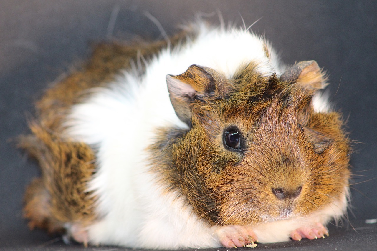 10 Best Guinea Pig Cages With Tubes Reviewed [2022 Reviews]