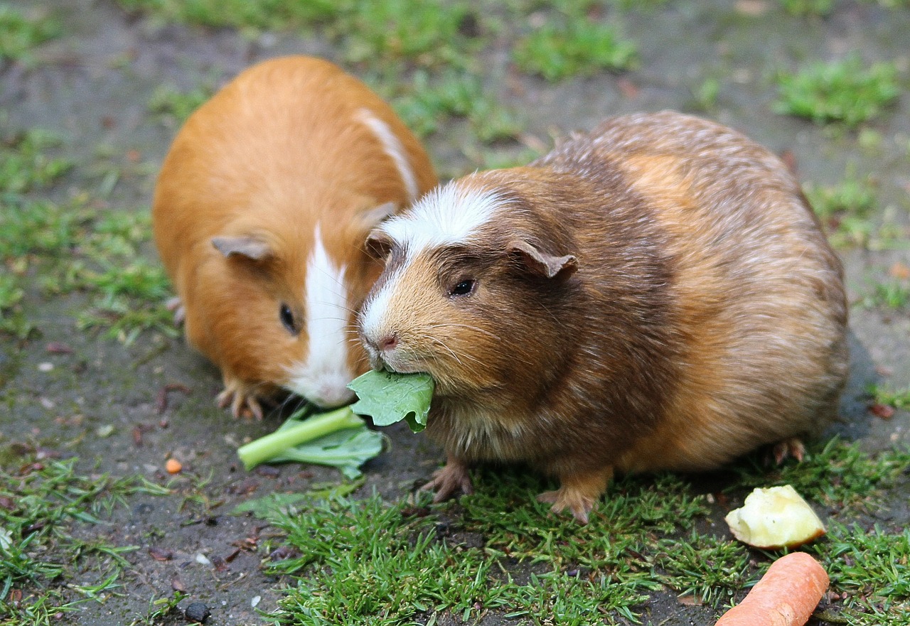 What To Do If Your Guinea Pig Is Scared Of You?