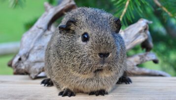 how do guinea pigs see