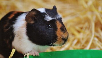 how to treat diarrhea in guinea pigs