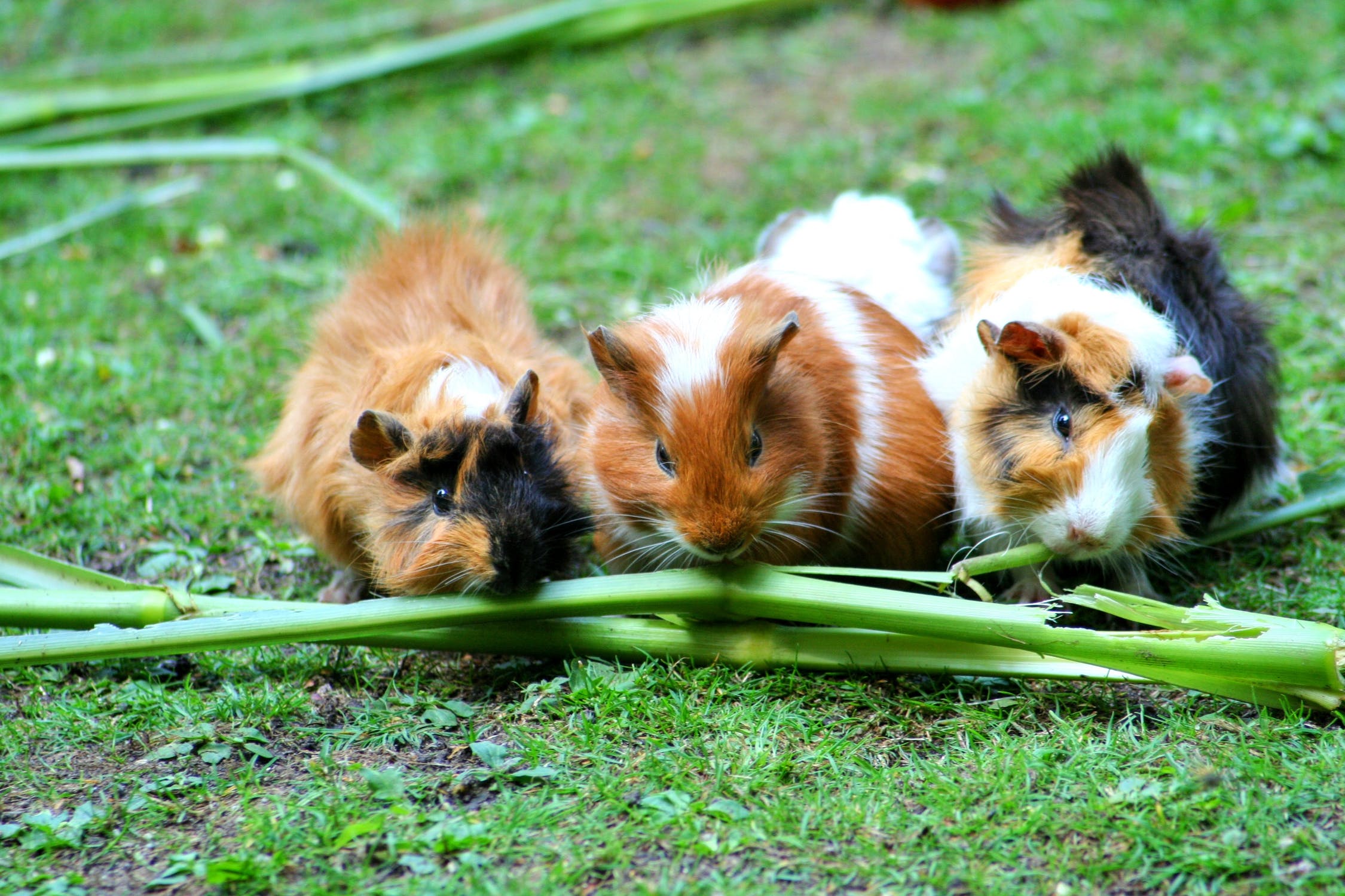 Should Guinea Pigs Eat Grass? (Hazards, How Much & More)