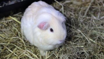 albino guinea pig