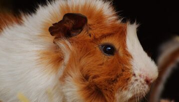 are guinea pigs nocturnal