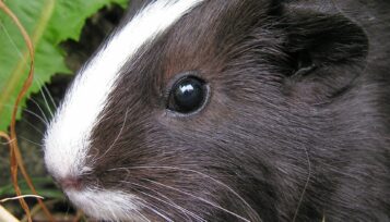 balding guinea pig