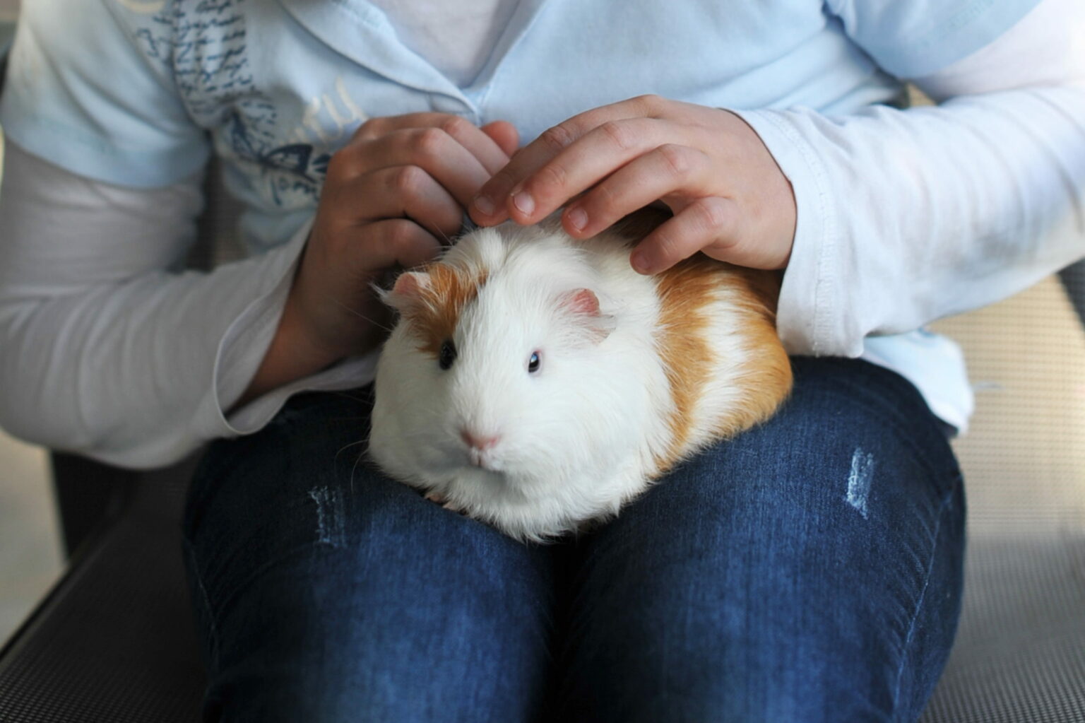 Do Guinea Pigs Cuddle? [How Do They Show Affection?]