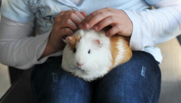 can guinea pigs be emotional support animals
