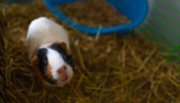 can guinea pigs drink from a bowl
