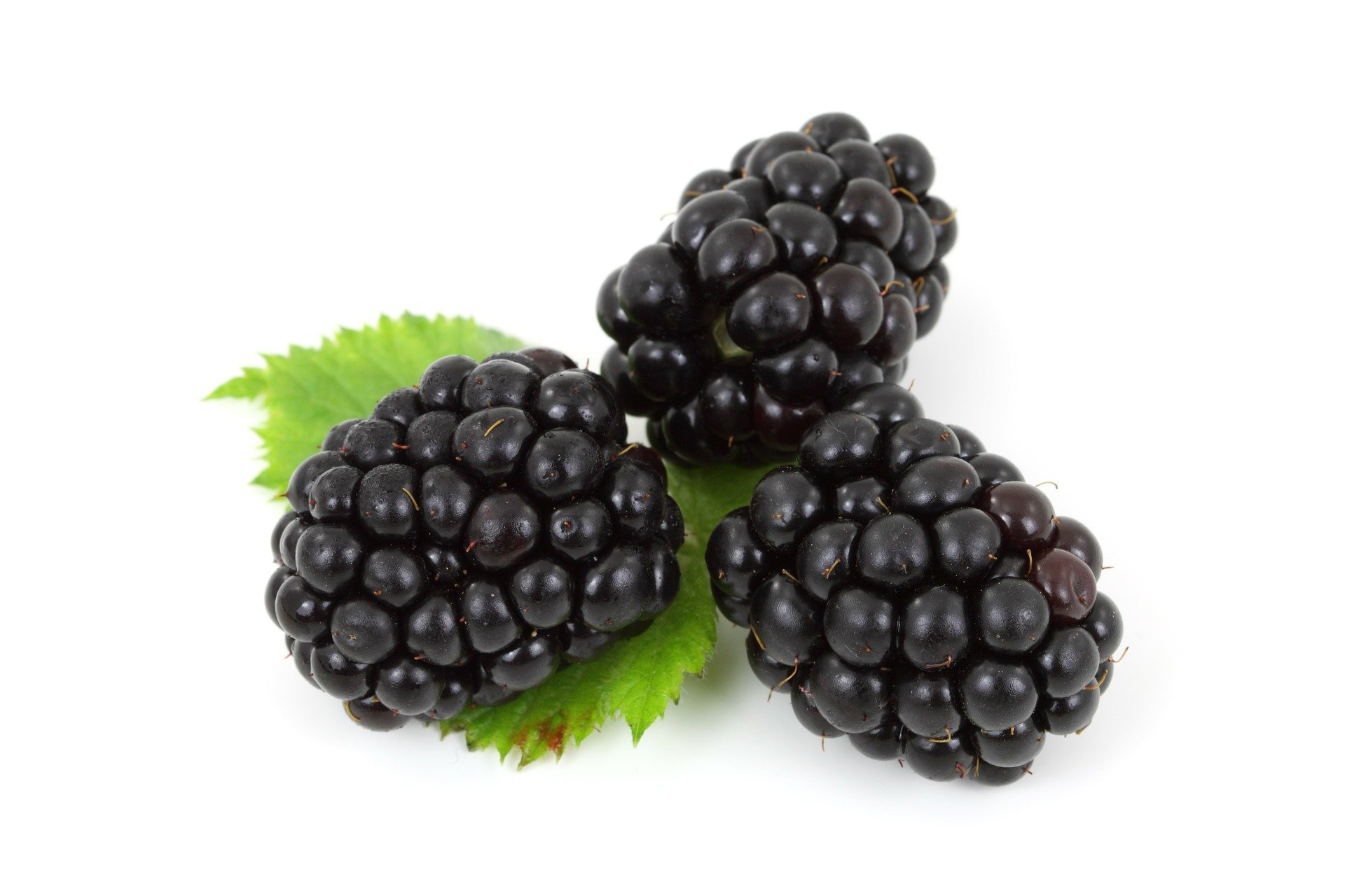 Can Guinea Pigs Eat Blackberries? (Serving Size & More)